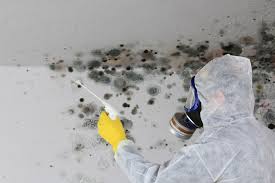 Reliable Dewey Humboldt, AZ Mold Prevention & Removal  Solutions